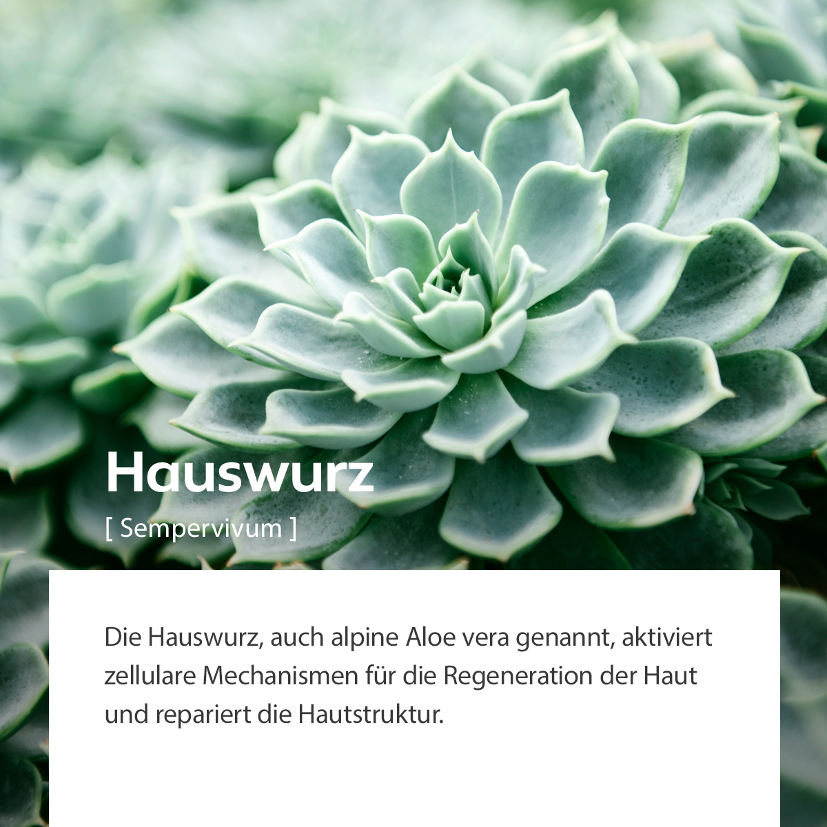 Sukkulente Rosette der Hauswurz, Symbol für hautregenerierende und reparierende Eigenschaften