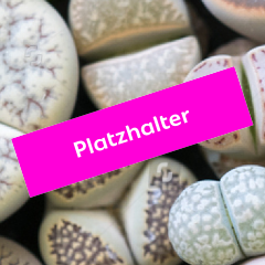 Wirkstoff Bretonischen Braunalge