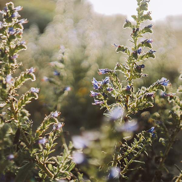 Close Up von Pflanze in grüner Landschaft