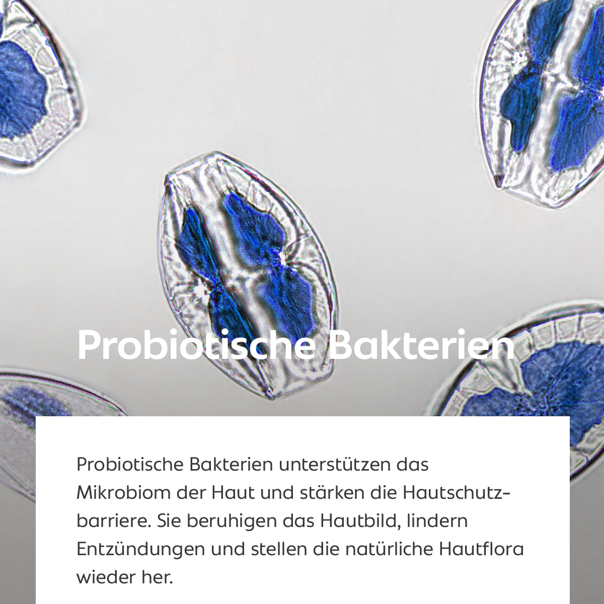 Mikroskopische Darstellung probiotischer Kulturen in Blau, Symbol für Hautflora und Schutzbarriere