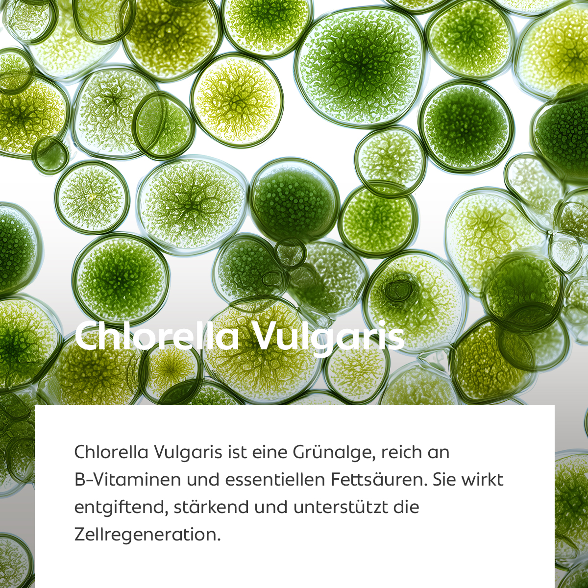 Grünalgen in mikroskopischer Nahaufnahme, Sinnbild für entgiftende und stärkende Hautwirkung